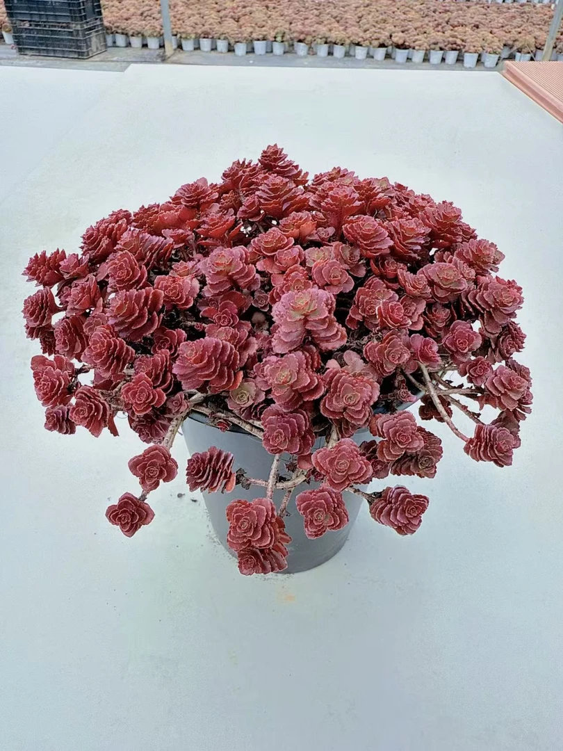 【小球玫瑰】带盆带土发货 云南维维多肉 新手好养 心花怒放