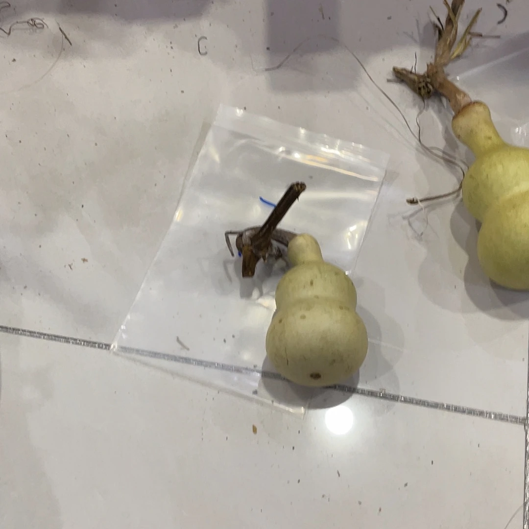 风***玲他爷爷舞台爷爷我爷爷