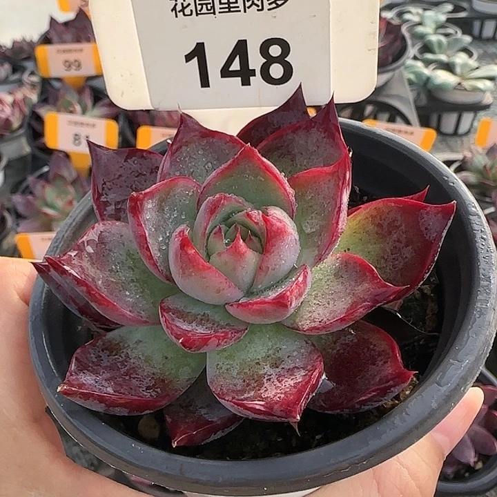 148 惊鸿仙子多肉植物6-9cm