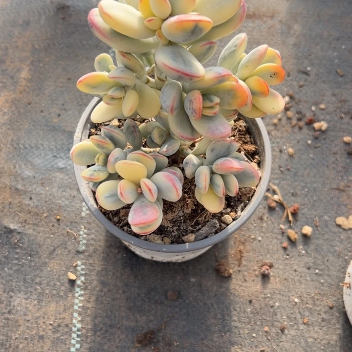 无花朵112号福娘锦无砍