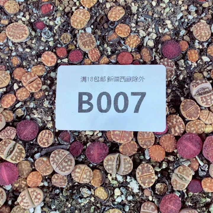 欣*?我是一只小小鸟地域鬼007