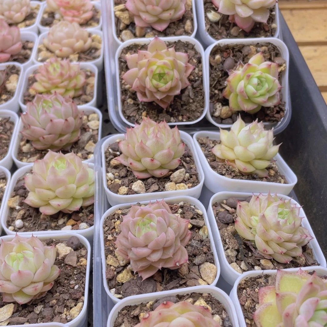 开心快乐幸福030