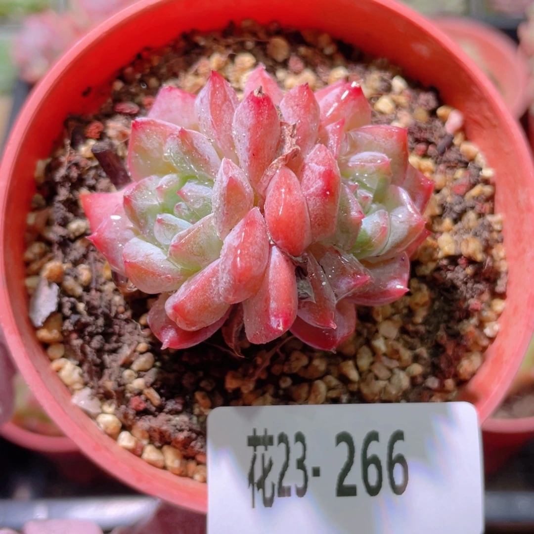 花利美23-266粉钻