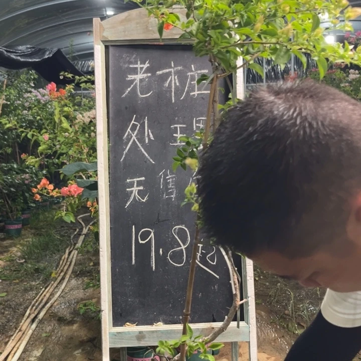 无花朵三角梅三角梅1750