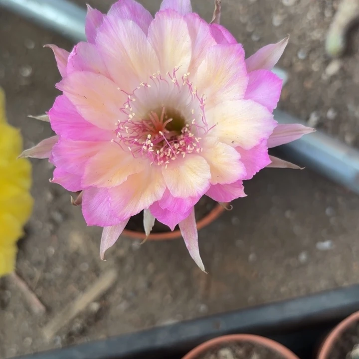 完全开放丽花极光摘花脱土发货