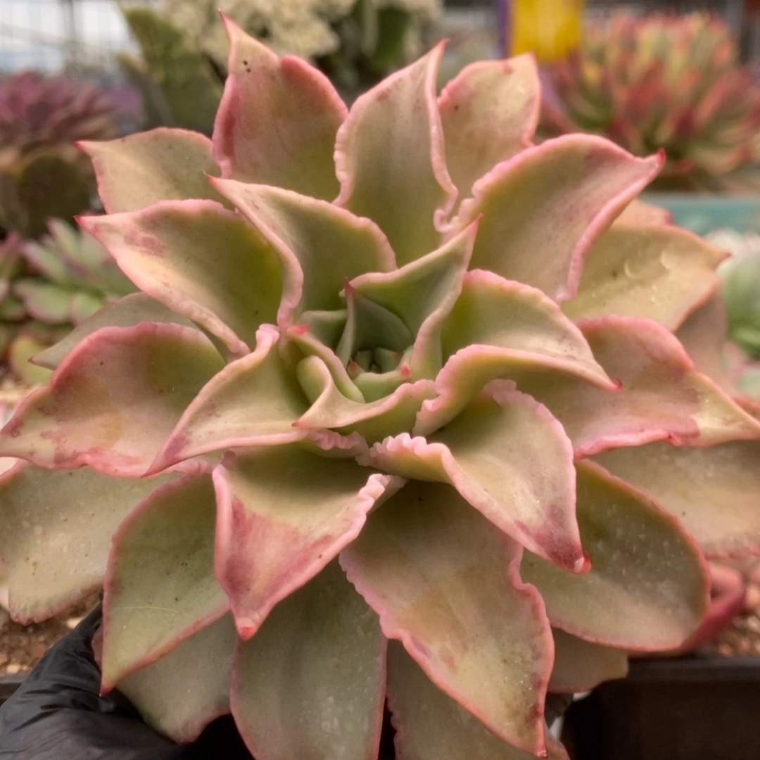 046饺子皮锦锦锦锦锦