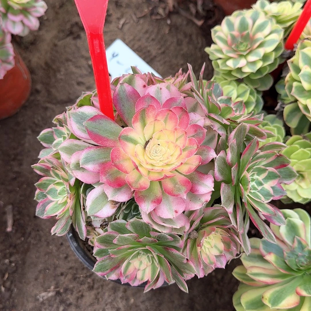 4159海王多肉法师