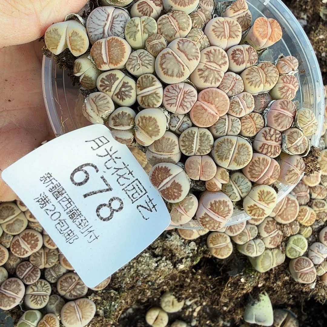 不要说对不起嘛不要发678