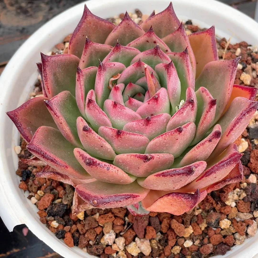多肉植物一物一拍