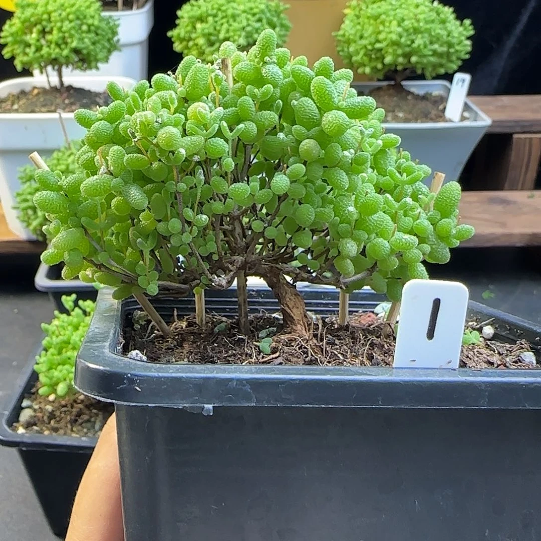 蜜橘糖球一物一拍