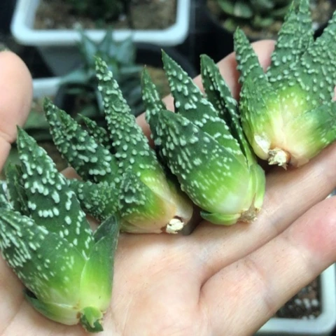 哥*了哈哈哈哈哈哈哈哈