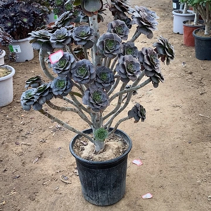 38，灰法师多肉法师