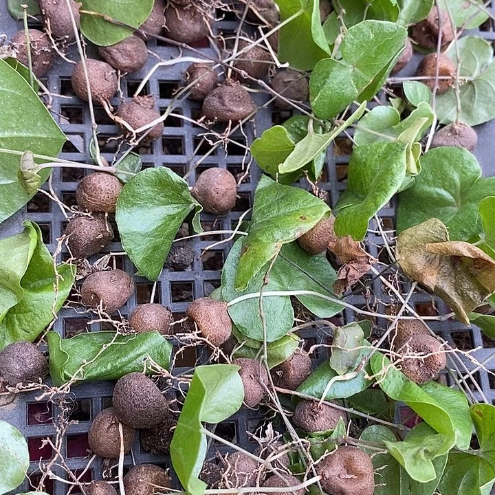 龟甲龙一颗   发货可能掉叶