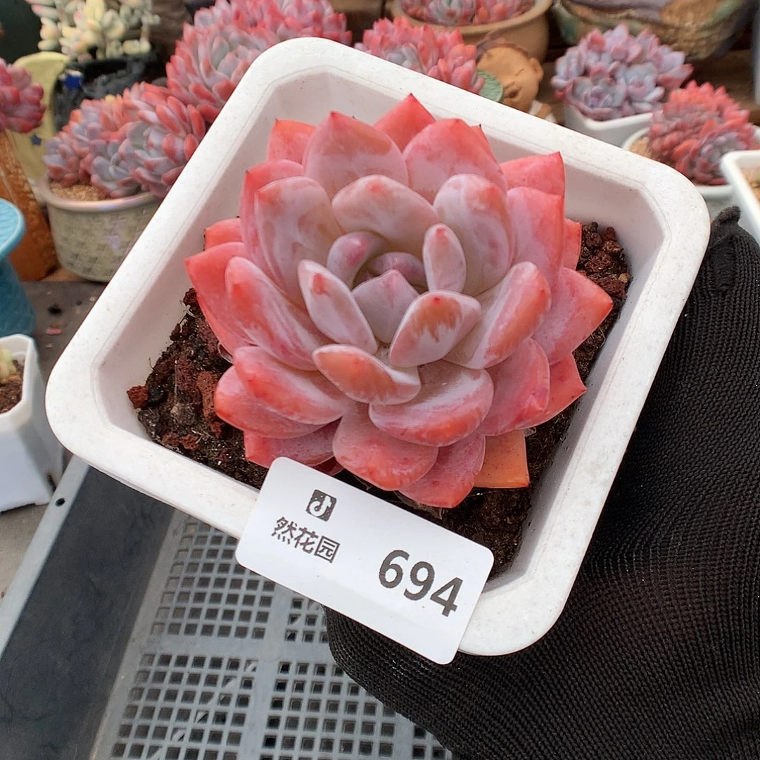 694雪天使多肉植物6666