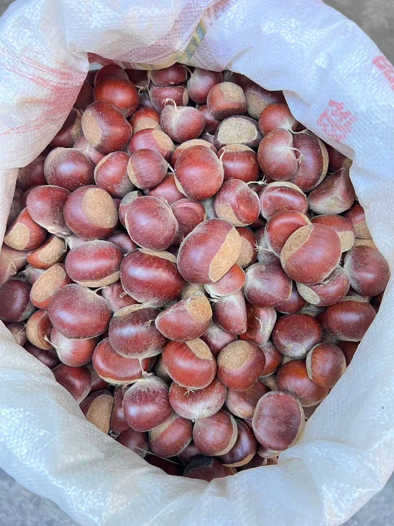 凯里苗寨新鲜生板栗可生吃粉糯香甜当季零食坚果
