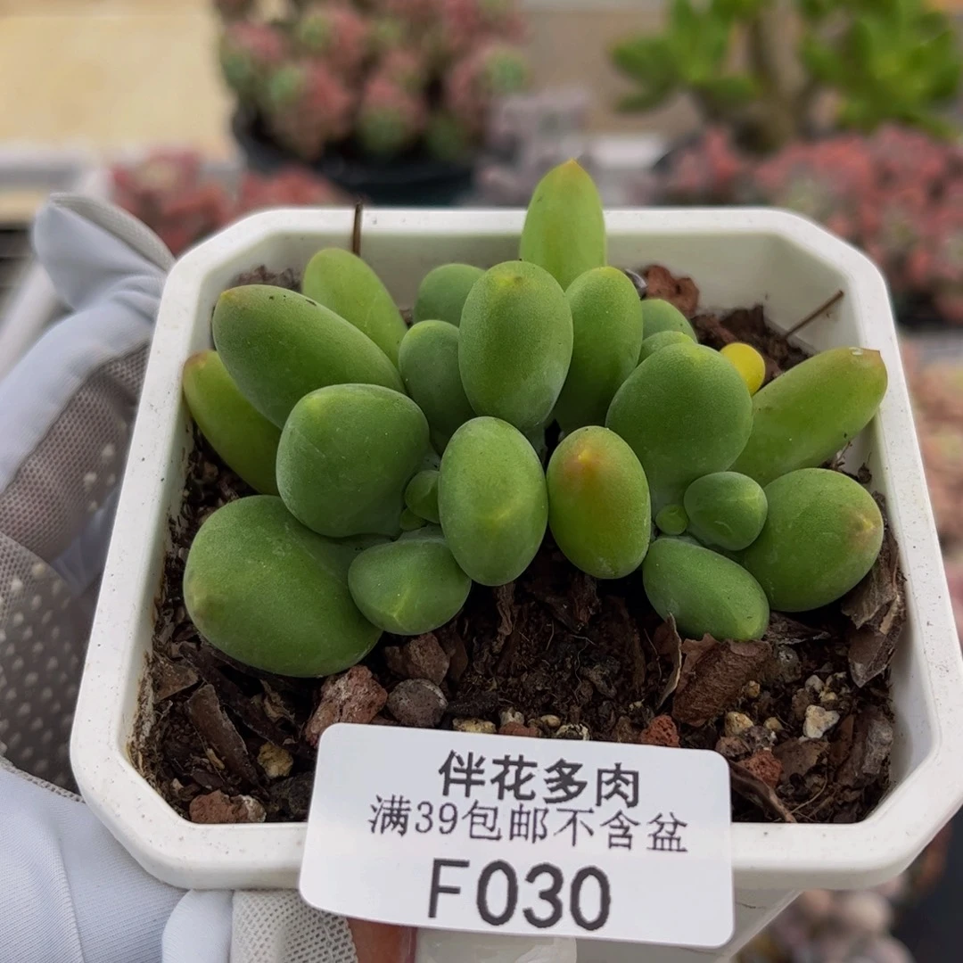 030-kk奶酪多肉6cm