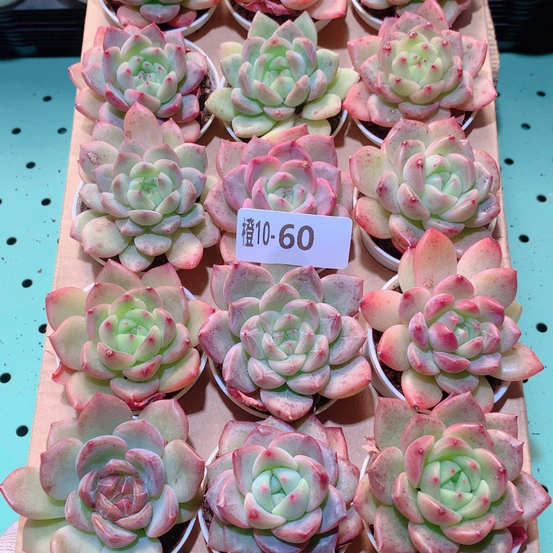 10-60一物一拍多肉带盆18颗