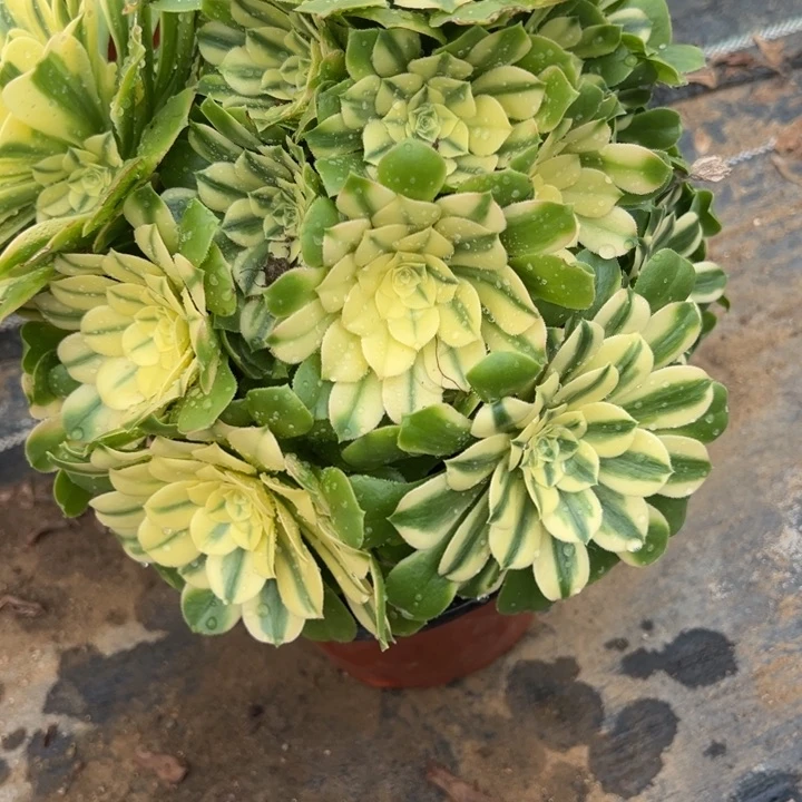 2.2-55新尼亚多肉