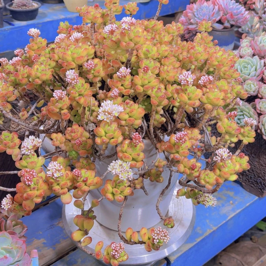 遂**姐多肉老桩多肉老桩