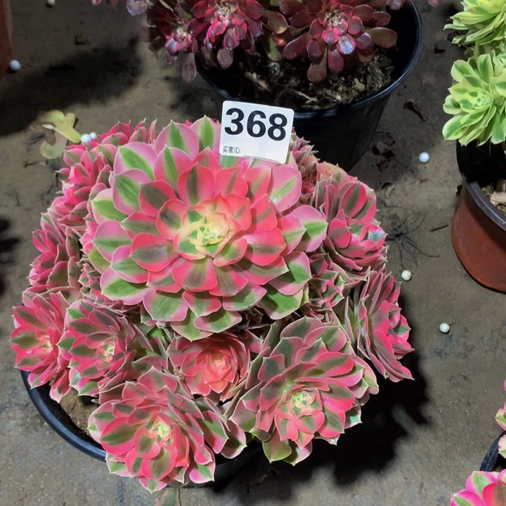 懒***名无花朵粉女巫3680000000