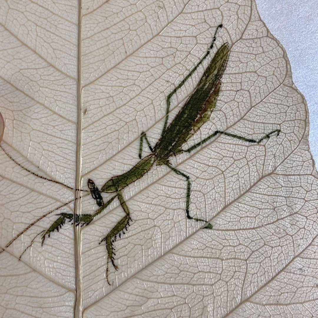 夏季开衫设计思考好久放假