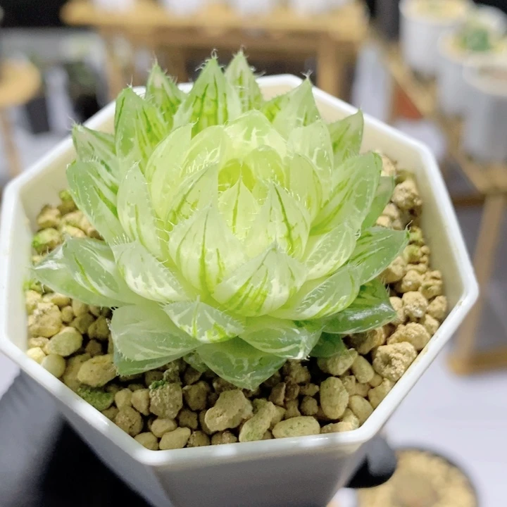 櫻水晶锦十二卷多肉