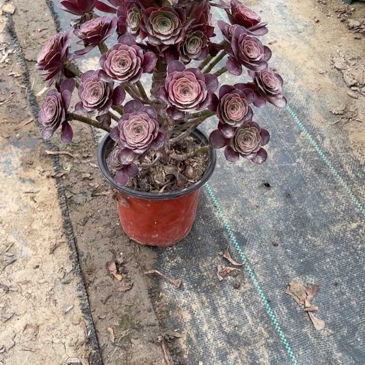 78魅金多肉多肉植物多肉