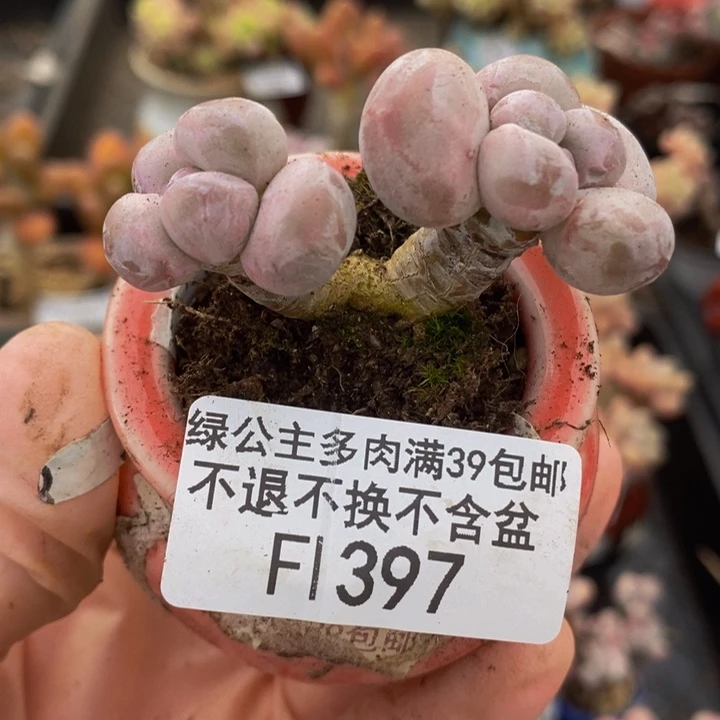 香玉奶酪老桩397多肉植物