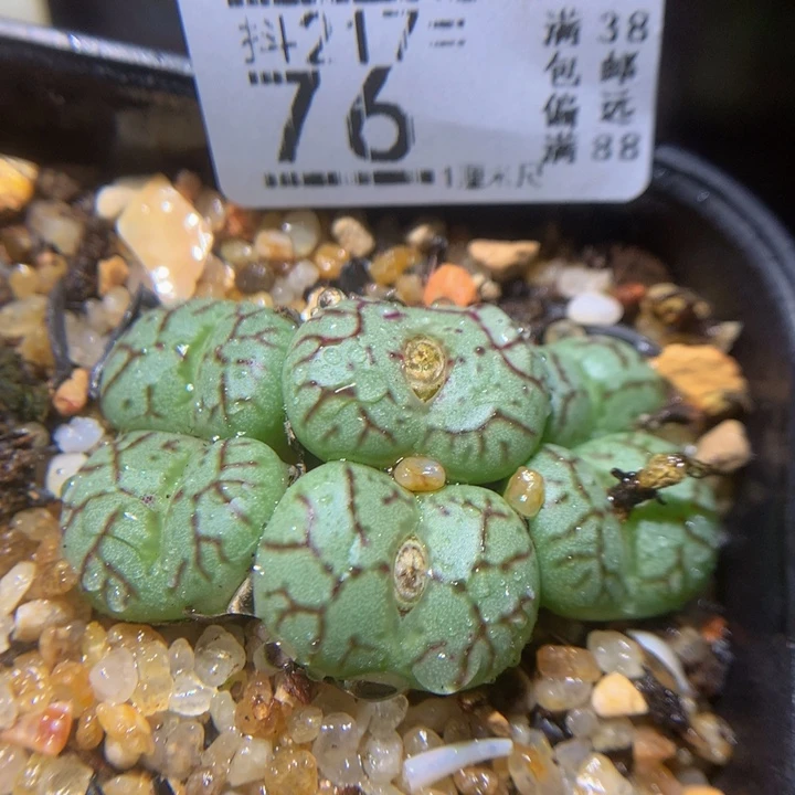 精品生石花217.76