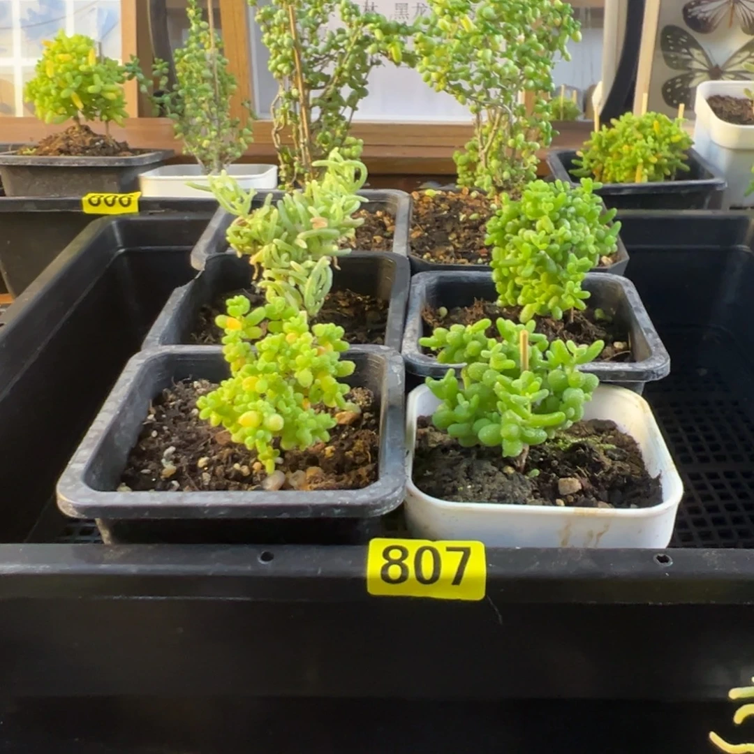 枝干番杏多肉植物807