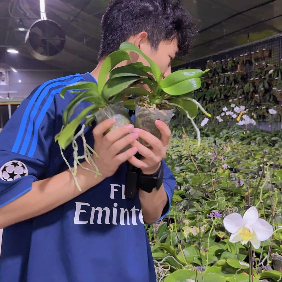 当前无花栽培后可以开花小兰 升级款2.5寸花剑株 瑕疵