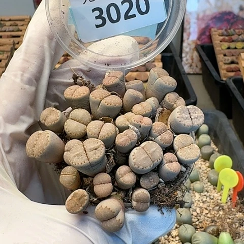 2020，，162A切糕清框特价