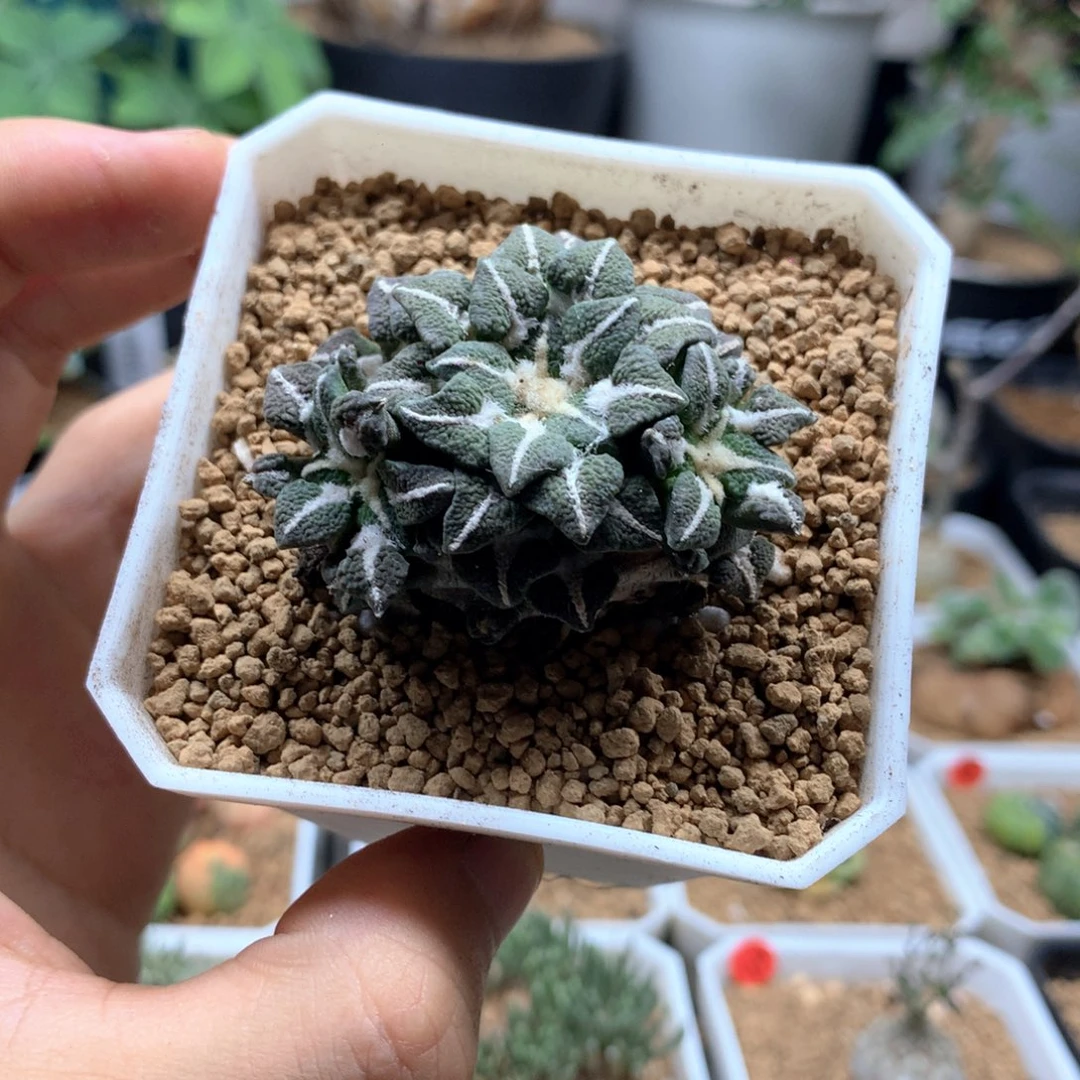 3头自根黑牡丹带盆
