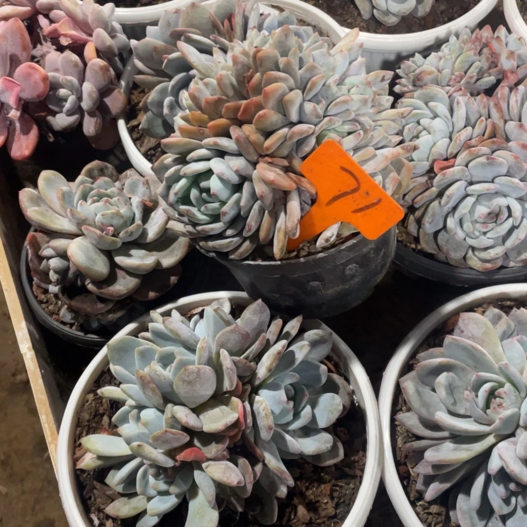 明***！星影缀化多头群生71