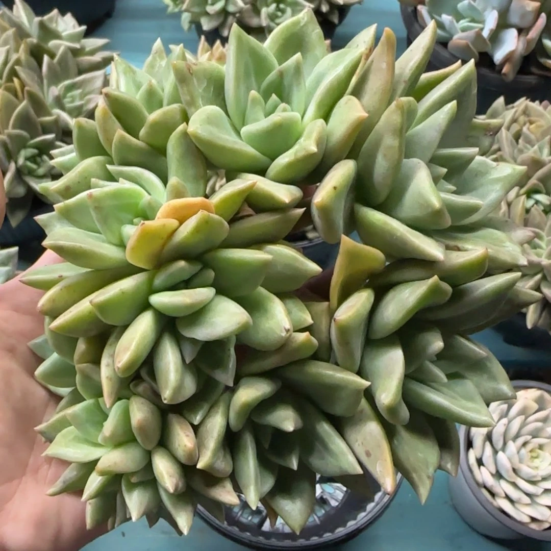 15头黄金表丽娜，发货点延迟