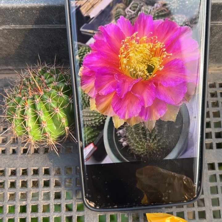 8彩草紫色浪漫歪无根侧芽4公分左右20包邮