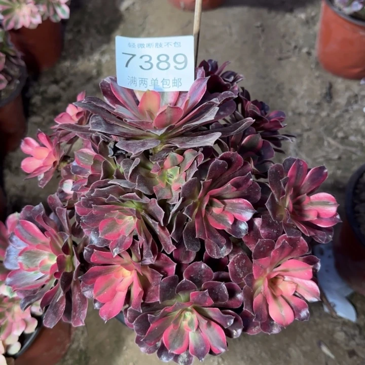 7389美杜莎多肉植物