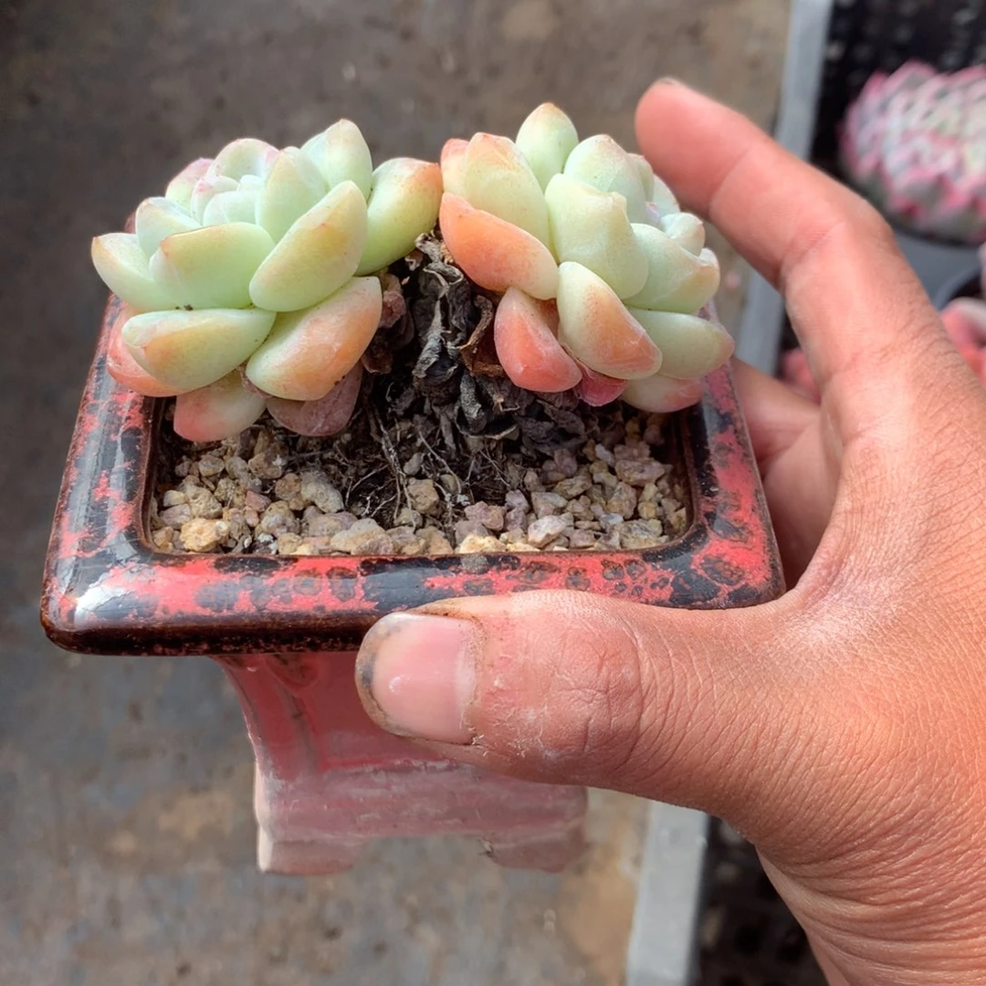 S***苏我也很开心很感动呀