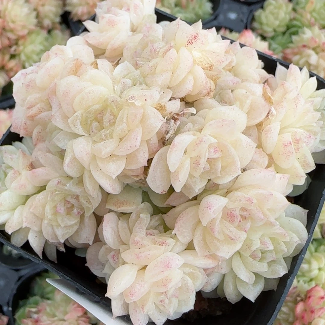 花语逸境0216-413散