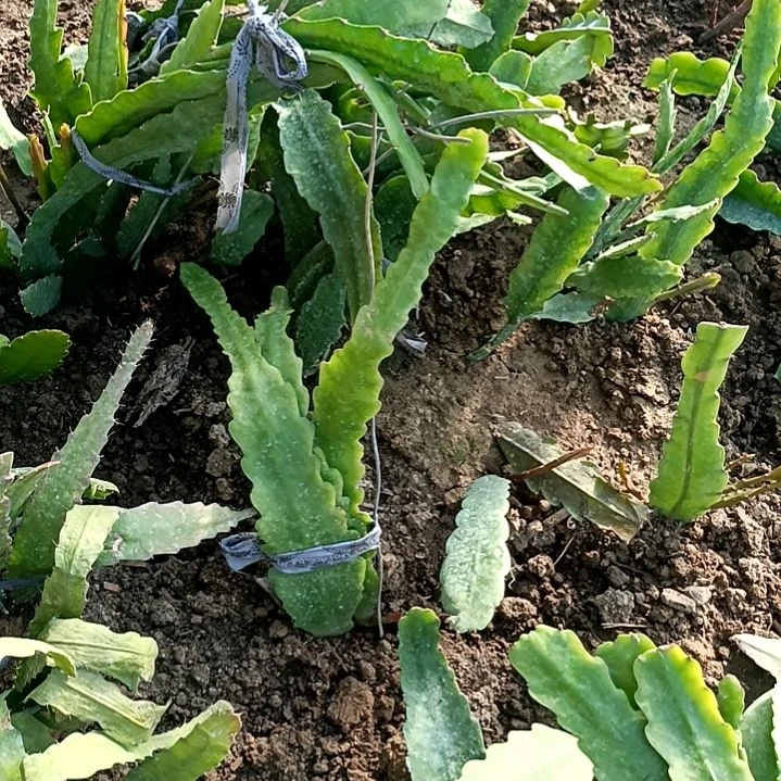 用****1令箭何花唐黄