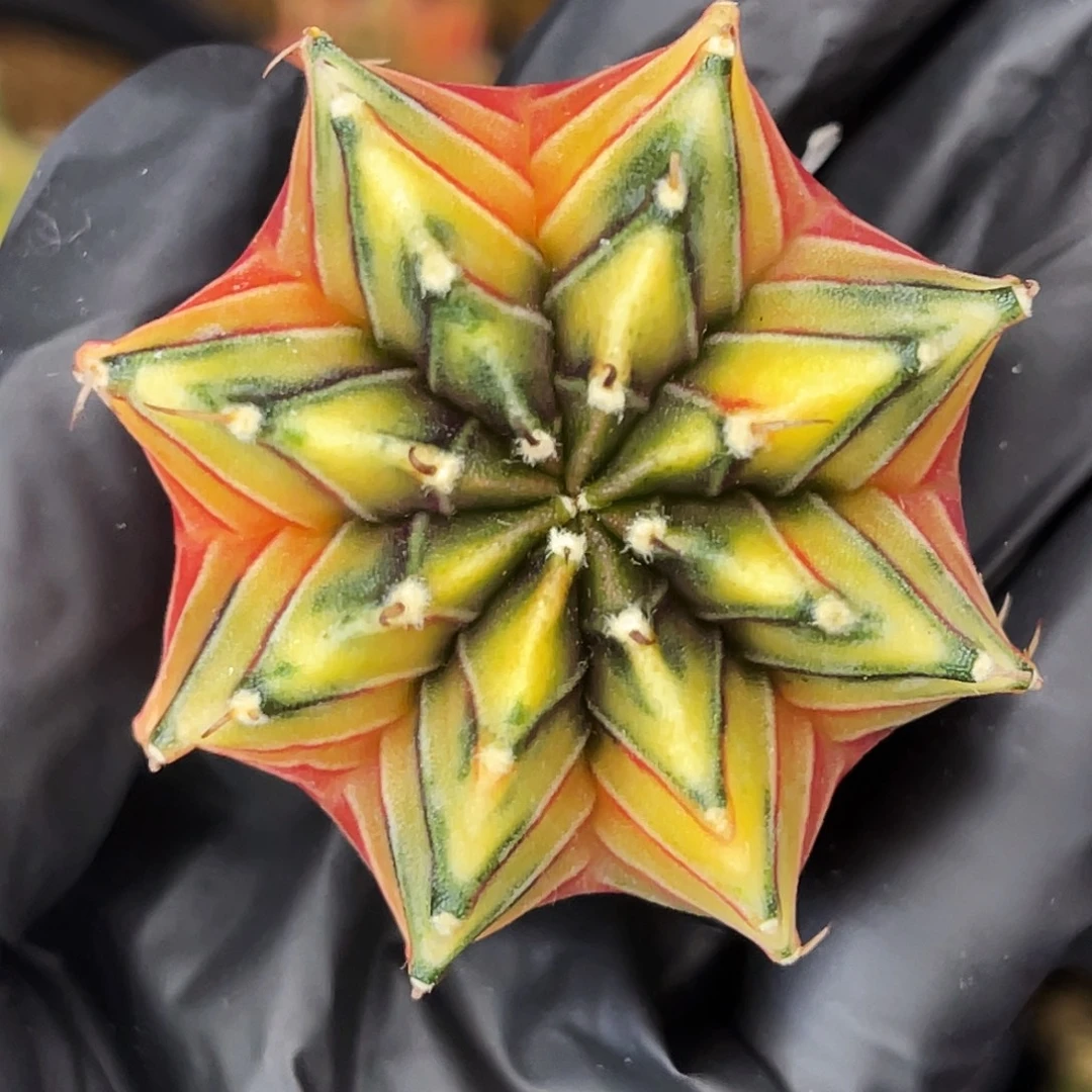 青柠部落 胖臀一物一一拍