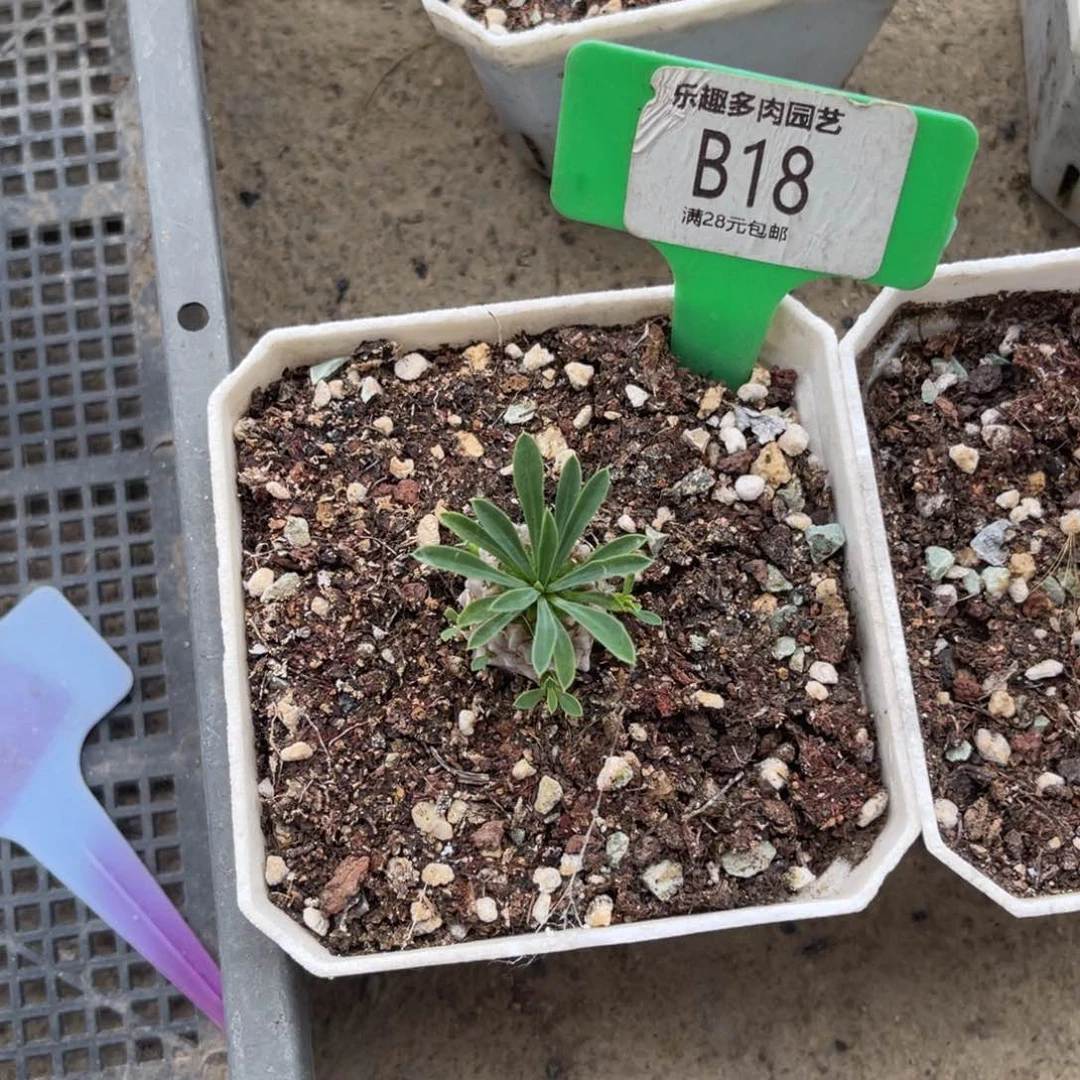 多肉植物一物一拍
