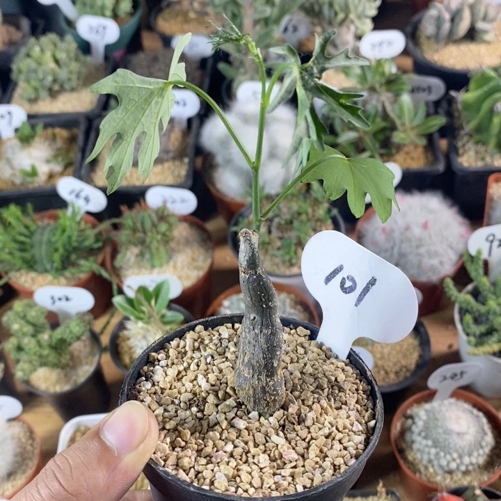 仙人球块根一物一拍 101号枫叶苦瓜