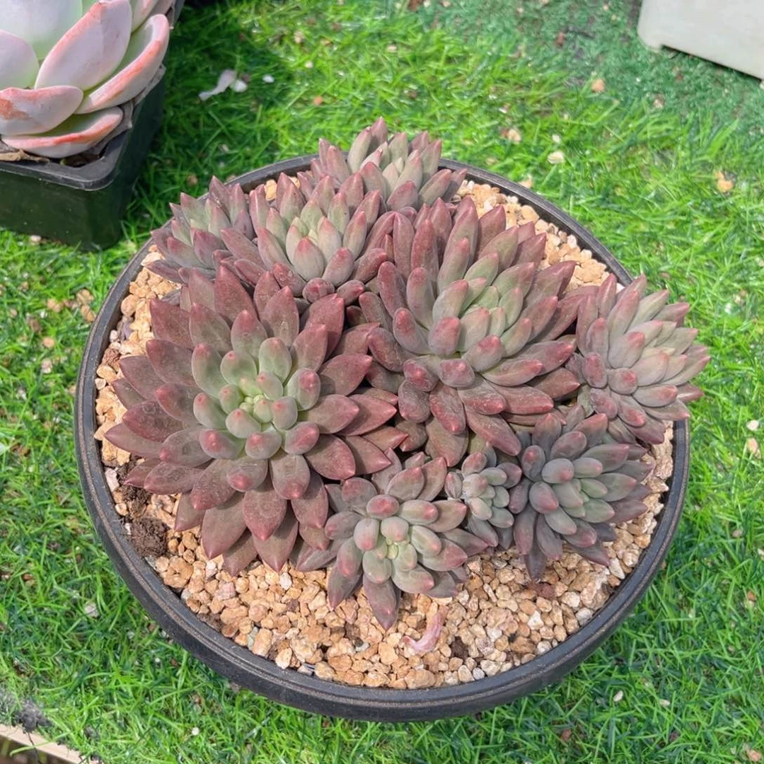 红蜻蜓555665556655