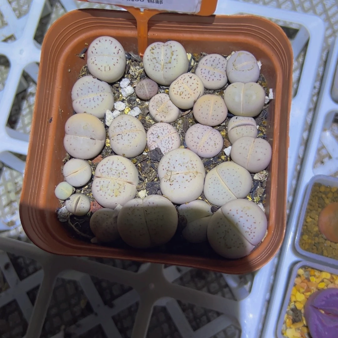 249 一物一拍，默认有伤，介意勿拍，不退不换