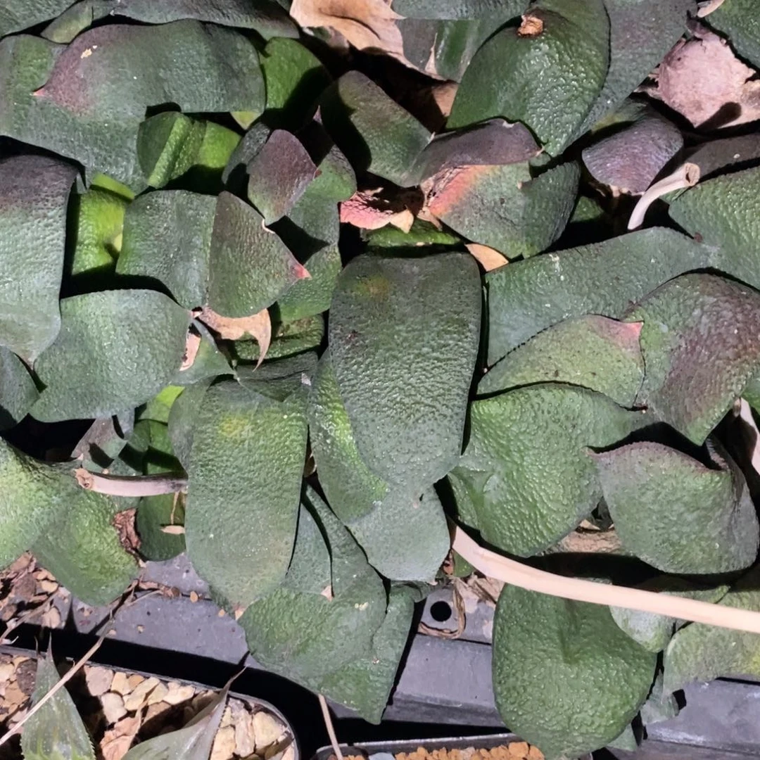 2105 一颗超大军配卧牛 铭品