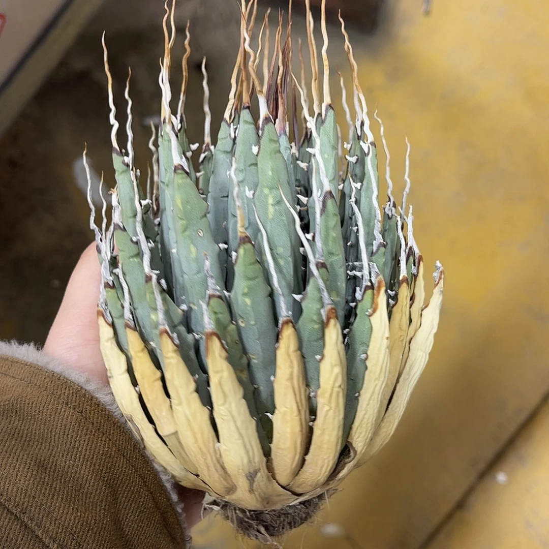 生桩妖炎好价好养