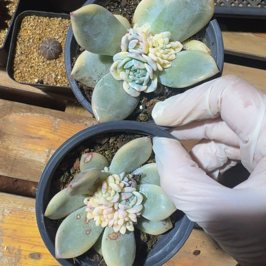 小***.一物一拍不退不换