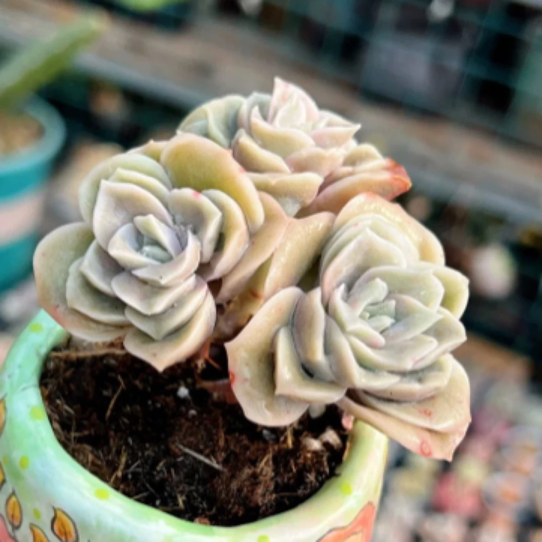 【满9.9包邮】穴盘可爱玫瑰3-4cm3颗多肉植物以直播间展示为主