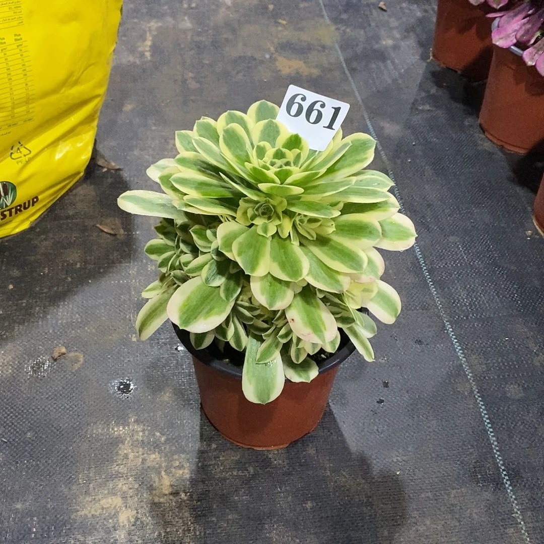 @***n麦八赫661多肉植物